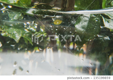 水 傾倒的 (使)裝滿 135199859