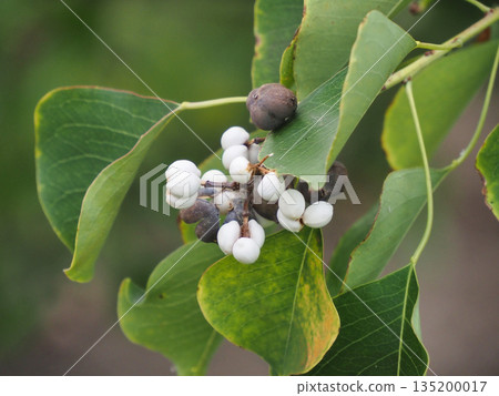 Fruit of the Nankinhase 135200017