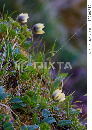 Flowers of Tsukumogusa on the Yatsugatake mountain range and Yokodake ridgeline Flowers of Tsukumogusa on the Yatsugatake mountain range and Yokodake ridgeline 135200212