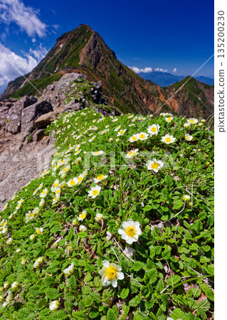 八嶽山脈中的日本木瓜群落和赤嶽山 135200230