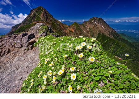 八嶽山脈中的日本木瓜群落和赤嶽山 135200231