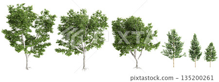 Multiple Platanus acerifolia Willd trees 3d illustration on transparent background 135200261