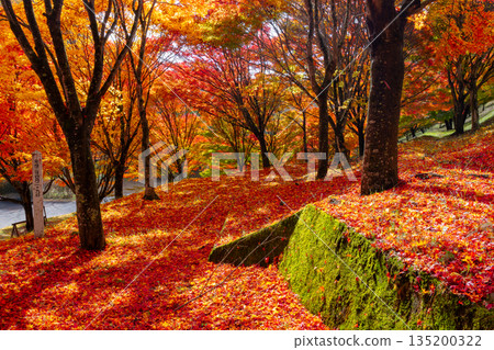 Maple trees and falling autumn leaves near the "Momiji Tunnel" at Momiji Lake (Minowa Dam), a famous autumn foliage spot in Higashiminowa, Minowa Town, Kamiina District, Nagano Prefecture 135200322