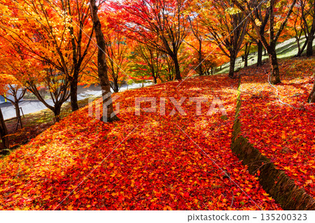 Maple trees and falling autumn leaves near the "Momiji Tunnel" at Momiji Lake (Minowa Dam), a famous autumn foliage spot in Higashiminowa, Minowa Town, Kamiina District, Nagano Prefecture Maple trees and falling autumn leaves near the "Momiji Tunnel" at Momiji Lake (Minowa Dam), a famous autumn foliage spot in Higashiminowa, Minowa Town, Kamiina District, Nagano Prefecture 135200323