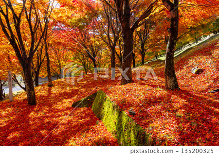 Maple trees and falling autumn leaves near the "Momiji Tunnel" at Momiji Lake (Minowa Dam), a famous autumn foliage spot in Higashiminowa, Minowa Town, Kamiina District, Nagano Prefecture 135200325
