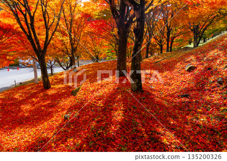 Maple trees and falling autumn leaves near the "Momiji Tunnel" at Momiji Lake (Minowa Dam), a famous autumn foliage spot in Higashiminowa, Minowa Town, Kamiina District, Nagano Prefecture 135200326