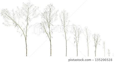 Multiple Conyza canadensis grass plants 3d illustration on transparent background Multiple Conyza canadensis grass plants 3d illustration on transparent background 135200328