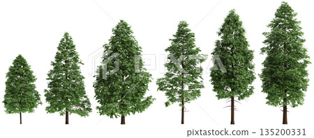 Multiple Metasequoia glyptostroboides trees 3d illustration on transparent background 135200331