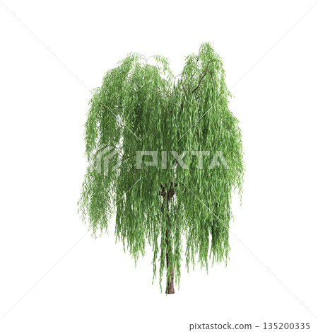 Salix babylonica trees 3d illustration on transparent background 135200335