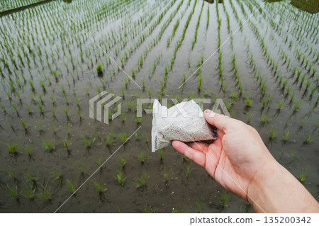 paddy, rice plant, paddy field 135200342