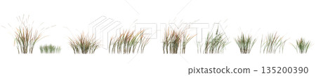 Multiple Imperata cylindrica grass plants 3d illustration on transparent background Multiple Imperata cylindrica grass plants 3d illustration on transparent background 135200390