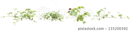 Multiple Duchesnea indica grass plants 3d illustration on transparent background Multiple Duchesnea indica grass plants 3d illustration on transparent background 135200392