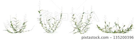 Multiple Oplismenus compositus grass plants 3d illustration on transparent background 135200396