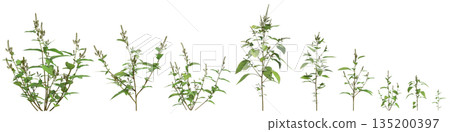 Multiple Amaranthus viridis grass plants 3d illustration on transparent background 135200397