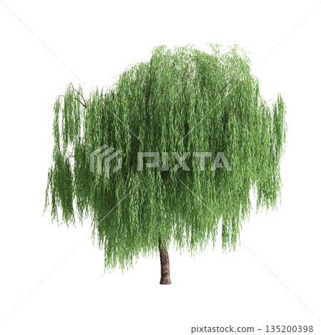 Salix babylonica trees 3d illustration on transparent background 135200398
