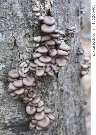 Log-grown Oyster Mushrooms 135200403