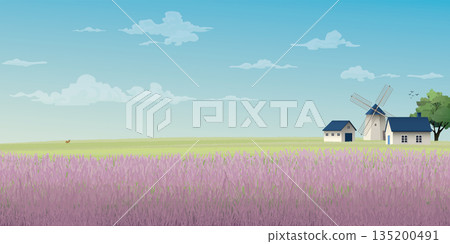 Old farm windmill in lavender field side view with blue sky background vector illustration have blank space. Countryside concept with purple flowers field. 135200491
