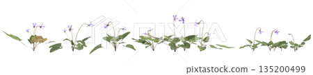 Multiple Viola inconspicua bush plants 3d illustration on transparent background Multiple Viola inconspicua bush plants 3d illustration on transparent background 135200499