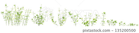 Multiple Stellaria media bush plants 3d illustration on transparent background 135200500