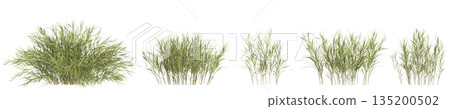Multiple Pogonatherum crinitum bush plants 3d illustration on transparent background 135200502