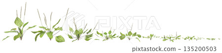 Multiple Plantago asiatica bush plants 3d illustration on transparent background 135200503