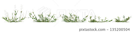 Multiple Oplismenus compositus grass plants 3d illustration on transparent background Multiple Oplismenus compositus grass plants 3d illustration on transparent background 135200504