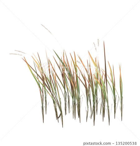 Imperata cylindrica grass plants 3d illustration on transparent background 135200538