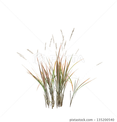 Imperata cylindrica grass plants 3d illustration on transparent background 135200540