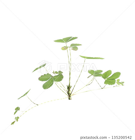 Duchesnea indica grass plants 3d illustration on transparent background 135200542
