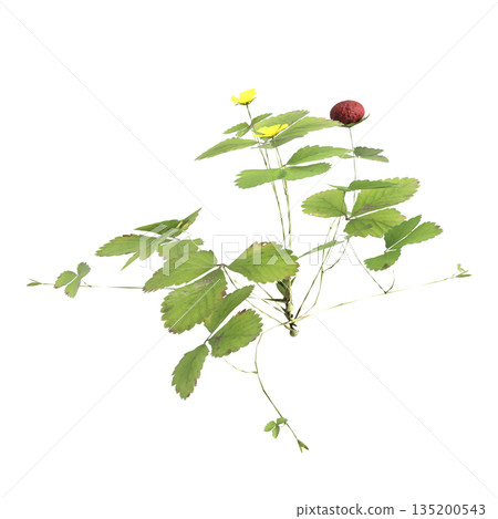 Duchesnea indica grass plants 3d illustration on transparent background Duchesnea indica grass plants 3d illustration on transparent background 135200543