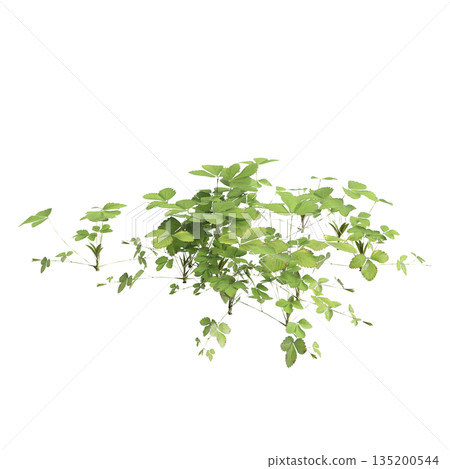 Duchesnea indica grass plants 3d illustration on transparent background 135200544