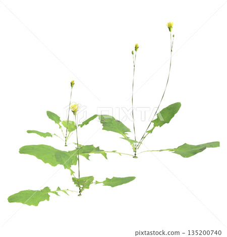 Lapsanastrum apogonoides bush plants 3d illustration on transparent background 135200740
