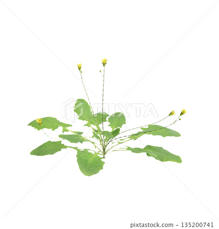 Lapsanastrum apogonoides bush plants 3d illustration on transparent background Lapsanastrum apogonoides bush plants 3d illustration on transparent background 135200741