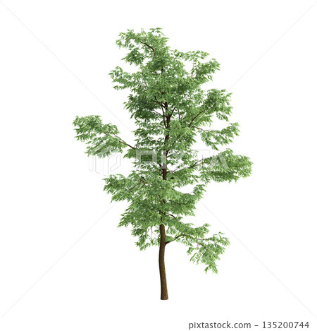 Robinia pseudoacacia trees 3d illustration on transparent background 135200744