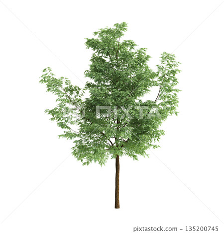 Robinia pseudoacacia trees 3d illustration on transparent background 135200745