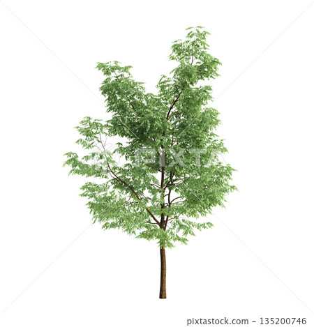 Robinia pseudoacacia trees 3d illustration on transparent background 135200746