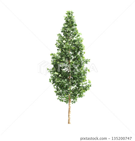 Platanus acerifolia Willd trees 3d illustration on transparent background Platanus acerifolia Willd trees 3d illustration on transparent background 135200747
