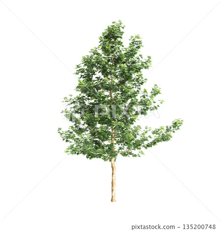 Platanus acerifolia Willd trees 3d illustration on transparent background Platanus acerifolia Willd trees 3d illustration on transparent background 135200748