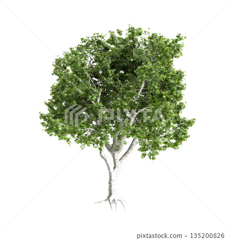 Platanus acerifolia Willd trees 3d illustration on transparent background 135200826
