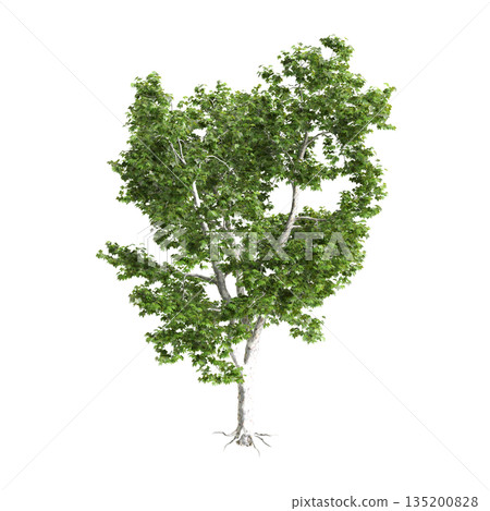 Platanus acerifolia Willd trees 3d illustration on transparent background Platanus acerifolia Willd trees 3d illustration on transparent background 135200828