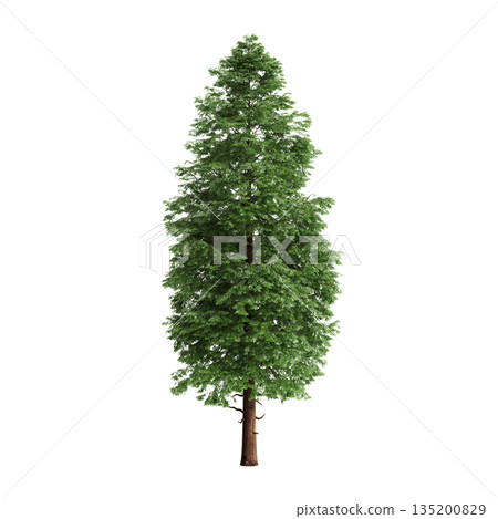 Pogonatherum crinitum bush plants 3d illustration on transparent background 135200829