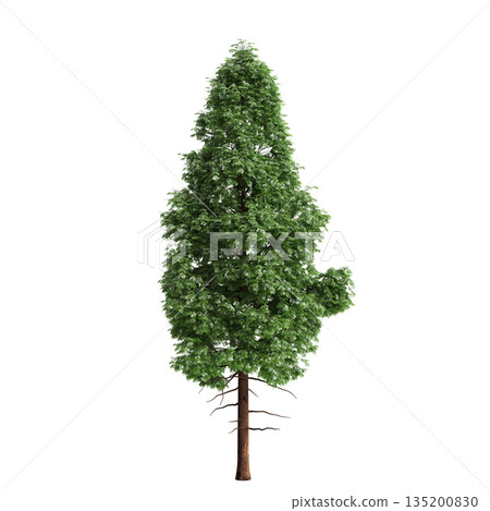 Pogonatherum crinitum bush plants 3d illustration on transparent background 135200830