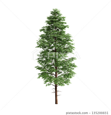 Pogonatherum crinitum bush plants 3d illustration on transparent background 135200831
