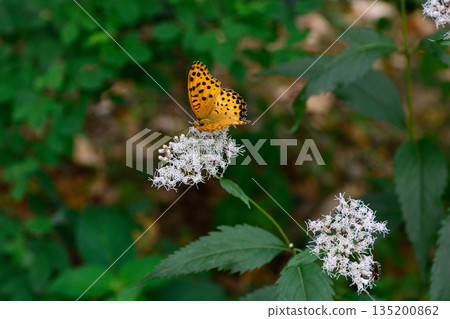 Kyoto Gyoen: Fujibakama and Indica fritillary Kyoto Gyoen: Fujibakama and Indica fritillary 135200862