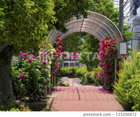 千葉縣市川市南行德公園玫瑰園 千葉縣市川市南行德公園玫瑰園 135200872