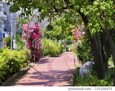 千葉縣市川市南行德公園玫瑰園 千葉縣市川市南行德公園玫瑰園 135200875
