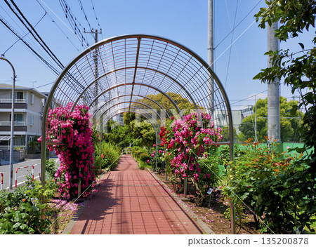 千葉縣市川市南行德公園玫瑰園 千葉縣市川市南行德公園玫瑰園 135200878