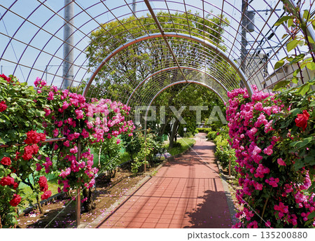 千葉縣市川市南行德公園玫瑰園 135200880