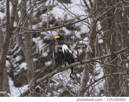 斯特勒海雕正在遷徙過冬 135200892