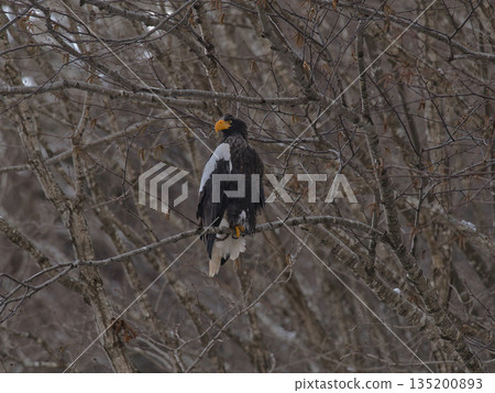 斯特勒海雕正在遷徙過冬 135200893